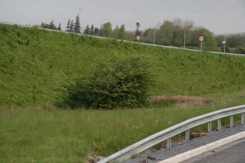 Fairy tree that diverted highway