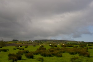 Sheep safely grazing