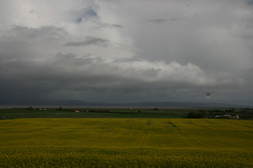 Oilseed rape field