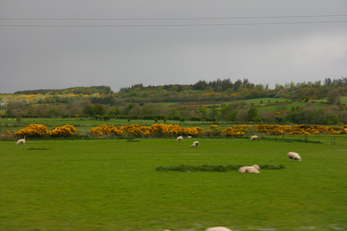 Greens with gorse