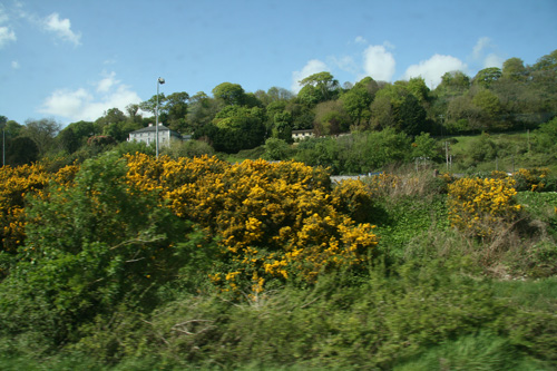 Blurry, but gorse!